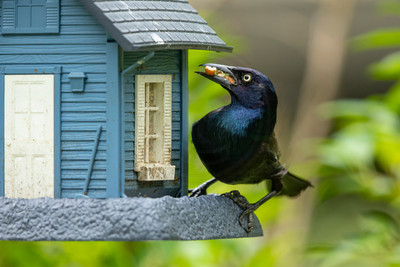 Common Grackle at Blue Bird Feeder – Adirondack Mountains