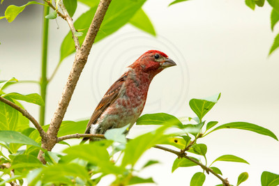 Male Purple Finch in Adirondack Mountains Foliage by Debbie Quick