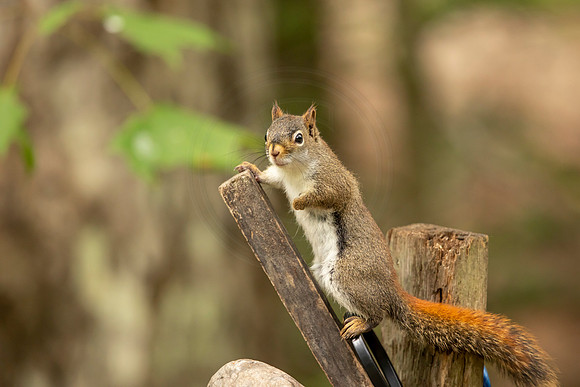 147 red squirrel (BBBB1015) July 7, 2021