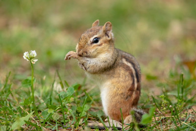 Adorable Chipmunk with Clover – Adirondack Mountains Wildlife