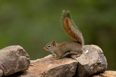 Red Squirrel on Rocky Ledge – Adirondack Wildlife by Debbie Quick
