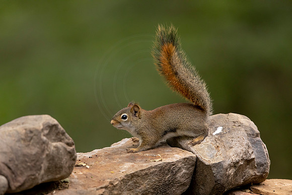 155 red squirrel (BBBB8298) June16, 2021