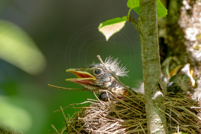 Baby Robin in Nest – Adirondack Mountains by Debbie Quick