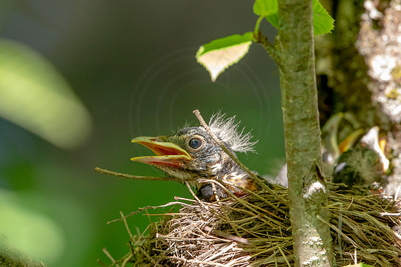 25 robin family (AF3A9125) July 4, 2020