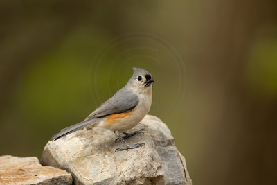 Tufted Titmouse on Rock – Adirondack Wildlife by Debbie Quick