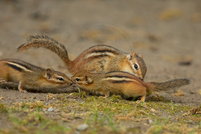 Playful Chipmunk Trio on the Forest Floor – Adirondack Mountains