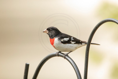 Rose-breasted Grosbeak Perched on Garden Hook – Debs Creative Images