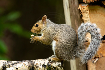 Eastern Gray Squirrel Eating on Birch Log – Adirondack Wildlife by Debbie Quick