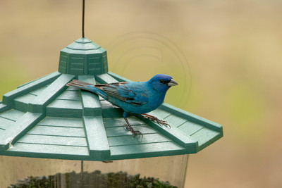 Male Indigo Bunting on Feeder – Adirondack Mountains by Debbie Quick