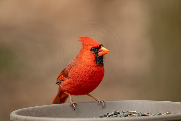 68 cardinal (6F3A3964) May 10, 2021