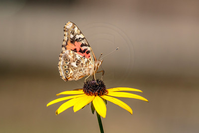 Painted Lady Butterfly on Black-Eyed Susan – Adirondack Mountains