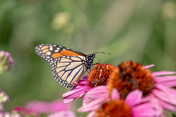 378 monarch (AF3A3920) July 29 2019