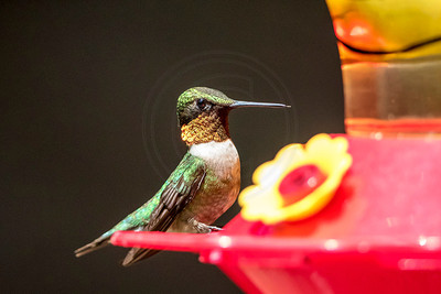 Ruby-Throated Hummingbird at Feeder – Adirondack Mountains - By Debbie Quick