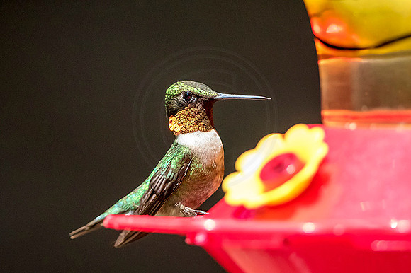 11hummingbird