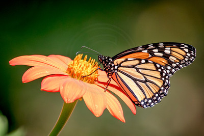 Monarch Butterfly on Orange Mexican Sunflower – Adirondack Mountains - By Debbie Quick