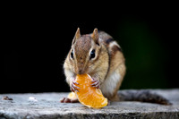 4 chippy (AF3A7983) June 26, 2020