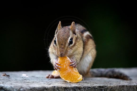 4 chippy (AF3A7983) June 26, 2020
