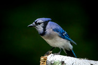 6 bluejay (AF3A8107) June 26, 2020