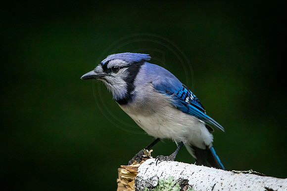 6 bluejay (AF3A8107) June 26, 2020