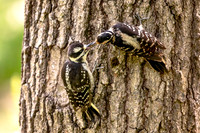 7 woodpeckers (AF3A8321) June 27, 2020