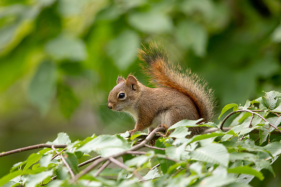 84 red squirrel (BBBB7862) June16, 2021