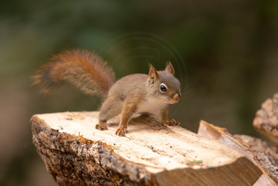 Red Squirrel on Log – Adirondack Wildlife - By Debbie Quick