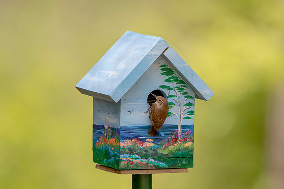 10 bird house (AF3A5145) May 25, 2020
