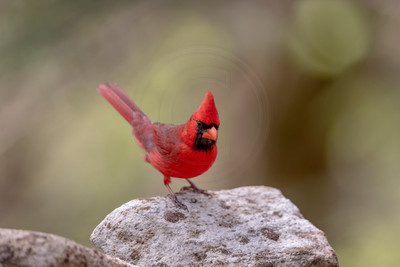 Male Northern Cardinal on Rock Perch – Debs Creative Images