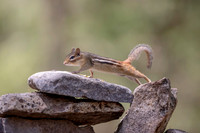 1 chippy (AF3A4482) May 16, 2020