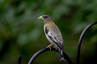 3 evening grossbeak (AF3A8036) June 26, 2020