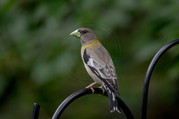 3 evening grossbeak (AF3A8036) June 26, 2020