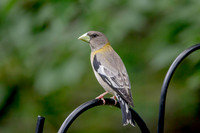 3 evening grossbeak (AF3A8036) June 26 2020