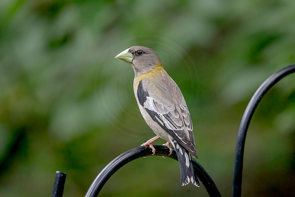 3 evening grossbeak (AF3A8036) June 26 2020