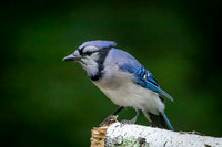 6 bluejay (AF3A8107) June 26 2020