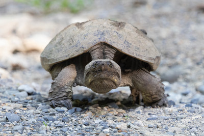 Snapping Turtle on the Move – Adirondack Mountains Wildlife by Debbie Quick