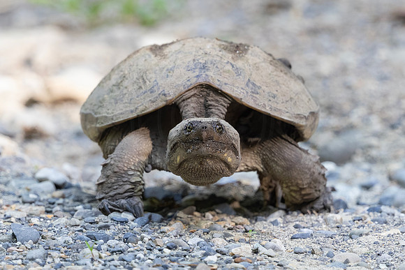 32 snapping turtle (206A4311) June 5, 2024