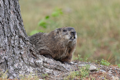 Groundhog by the Tree – Adirondack Mountains Wildlife by Debbie Quick