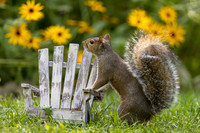 4 gray squirrel (IMG_2246) September 16, 2022
