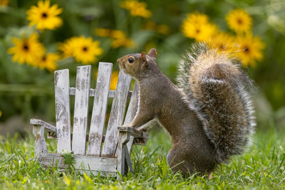 Curious Gray Squirrel at the Adirondack Chair – Adirondack Mountains Wildlife