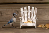 1 bluejay (IMG_0403) September 16, 2022