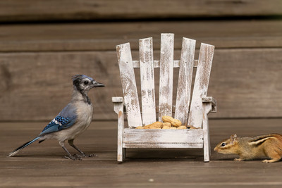 Blue Jay and Chipmunk Standoff at the Peanut Chair – Adirondack Wildlife
