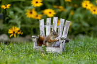 6 red squirrel (IMG_2167) September 16, 2022
