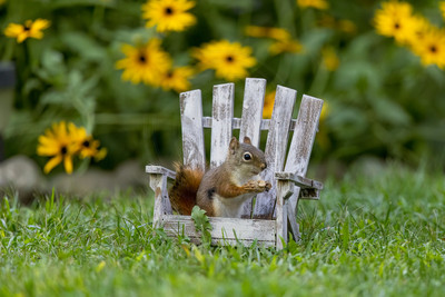 Red Squirrel Relaxing in a Mini Adirondack Chair – Adirondack Mountains Wildlife