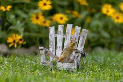Chipmunk in Adirondack Chair – Adirondack Mountains Wildlife