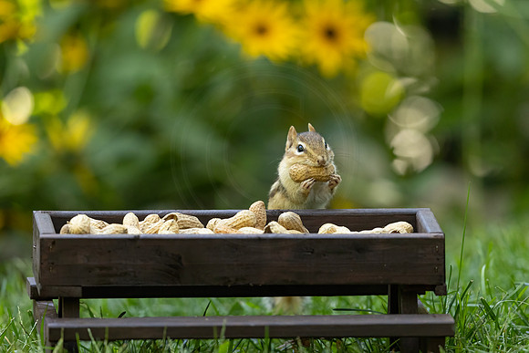 29 chipmunk (IMG_1000) September 16, 2022