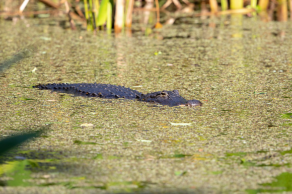 536 gator (6F3A9401) April 16, 2021