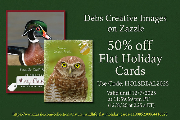 50% off holiday cards