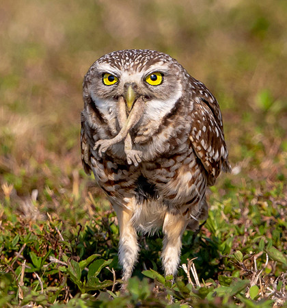 43 burrowing owl (6F3A0173) April 17, 2021
