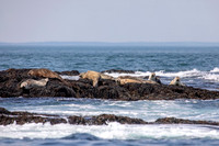 8 seals (AF3A1642) June 23, 2019