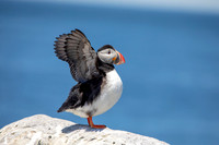 13 puffins (AF3A2278) June 24, 2019